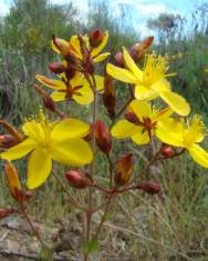 Fotografia da espécie Hypericum linariifolium