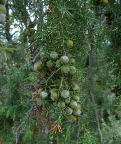 Fotografia da espécie Juniperus oxycedrus