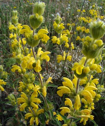 Fotografia de capa Phlomis lychnitis - do Jardim Botânico