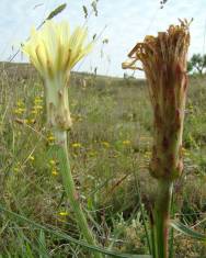 Fotografia da espécie Scorzonera angustifolia