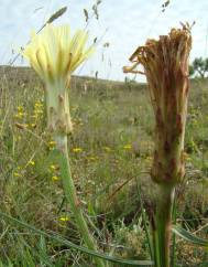 Scorzonera angustifolia