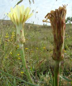 Fotografia da espécie Scorzonera angustifolia