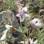 Fotografia 1 da espécie Teucrium pseudochamaepitys do Jardim Botânico UTAD