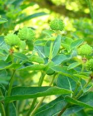 Fotografia da espécie Euphorbia hyberna subesp. hyberna