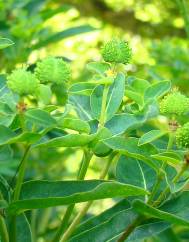 Euphorbia hyberna subesp. hyberna