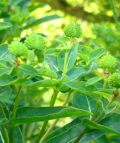 Fotografia da espécie Euphorbia hyberna