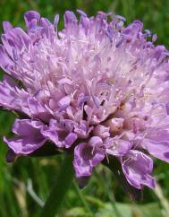 Knautia subscaposa var. subscaposa