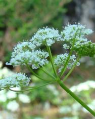 Fotografia da espécie Conopodium pyrenaeum