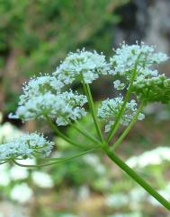 Conopodium pyrenaeum