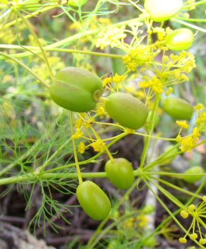 Fotografia de capa Prangos trifida - do Jardim Botânico