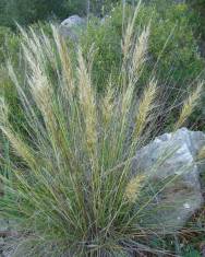 Fotografia da espécie Stipa tenacissima