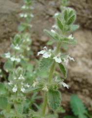 Sideritis romana