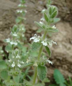 Fotografia da espécie Sideritis romana