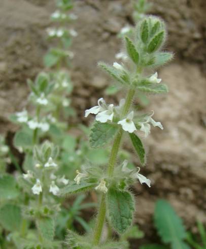 Fotografia de capa Sideritis romana - do Jardim Botânico