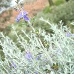 Fotografia 3 da espécie Teucrium fruticans do Jardim Botânico UTAD