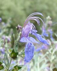 Fotografia da espécie Teucrium fruticans