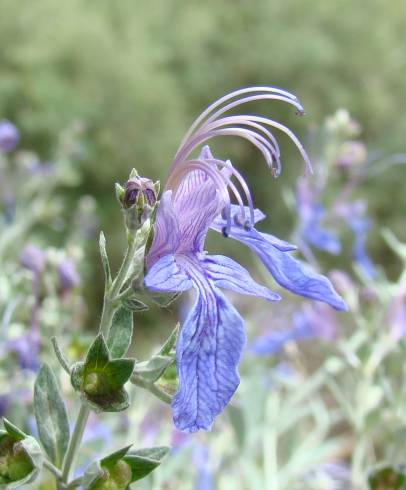 Fotografia de capa Teucrium fruticans - do Jardim Botânico