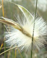 Fotografia da espécie Lygeum spartum