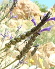 Fotografia da espécie Lavandula multifida