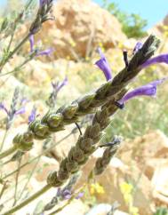 Lavandula multifida