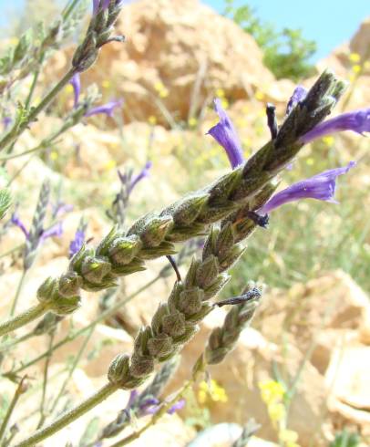 Fotografia de capa Lavandula multifida - do Jardim Botânico