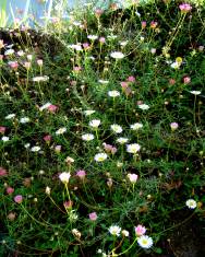 Fotografia da espécie Erigeron karvinskianus