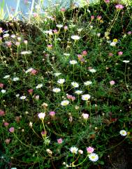 Erigeron karvinskianus