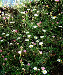 Fotografia da espécie Erigeron karvinskianus