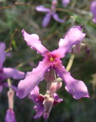 Matthiola fruticulosa subesp. fruticulosa