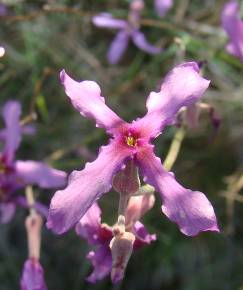 Fotografia da espécie Matthiola fruticulosa