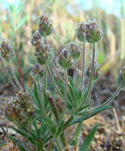 Fotografia de capa Plantago afra - do Jardim Botânico