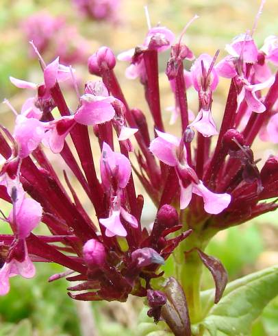 Fotografia de capa Fedia cornucopiae - do Jardim Botânico