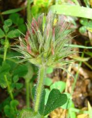 Trifolium stellatum