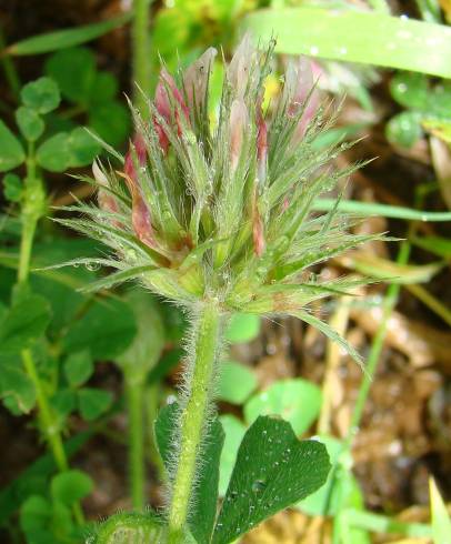 Fotografia de capa Trifolium stellatum - do Jardim Botânico