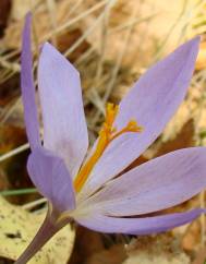 Colchicum lusitanum