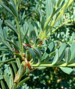 Fotografia da espécie Podocarpus alpinus