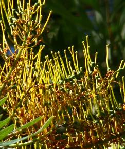 Fotografia da espécie Grevillea robusta