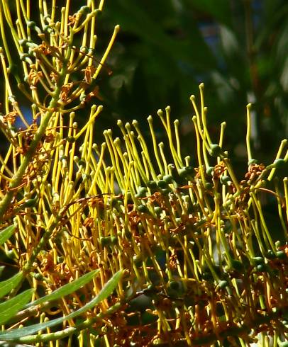 Fotografia de capa Grevillea robusta - do Jardim Botânico