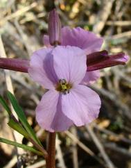 Erysimum linifolium