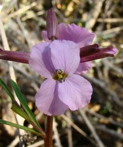 Fotografia da espécie Erysimum linifolium