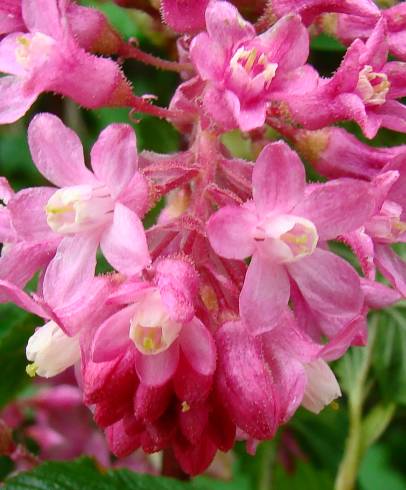 Fotografia de capa Ribes sanguineum - do Jardim Botânico