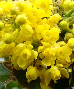 Fotografia da espécie Mahonia aquifolium