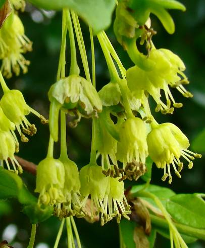 Fotografia de capa Acer monspessulanum - do Jardim Botânico