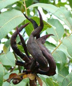 Fotografia da espécie Pistacia terebinthus