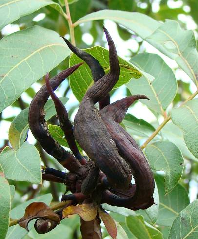 Fotografia de capa Pistacia terebinthus - do Jardim Botânico