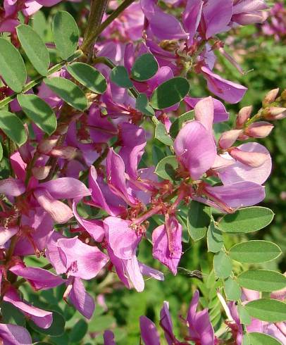 Fotografia de capa Galega x hartlandii - do Jardim Botânico