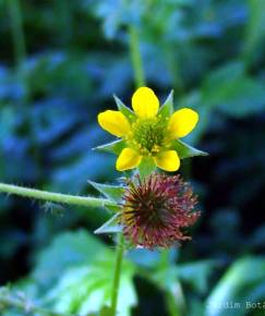 Fotografia da espécie Geum hispidum