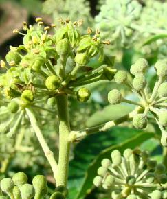 Fotografia da espécie Hedera hibernica