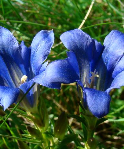 Fotografia de capa Gentiana pneumonanthe - do Jardim Botânico