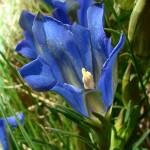 Fotografia 5 da espécie Gentiana pneumonanthe do Jardim Botânico UTAD